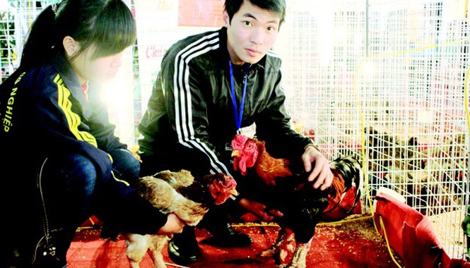 Đặc sản 'trên trời dưới biển' tràn ngập chợ Tết giữa Thủ đô Cặp gà Đông Tảo có giá 18 triệu đồng/đôi bày bán tại Hội chợ. Ảnh: GĐXH
