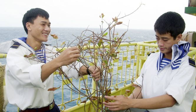 Xuân của lính “đầu đội trời, chân không đạp đất” Sửa lại cành mai đón Xuân về. Ảnh: Xuân Cường.