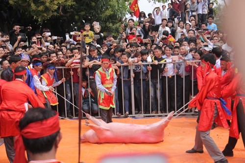Bất chấp phản đối, Ném Thượng vẫn khai hội chém lợn "Ông lợn" trước khi bị chém giữa sân đình.