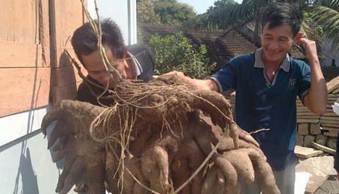 Đổ xô xem củ khoai mỡ khùng khoằm nặng nửa tạ Củ khoai mà gia đình ông Hùng đào được tại vườn. Ảnh: Q. Lê.
