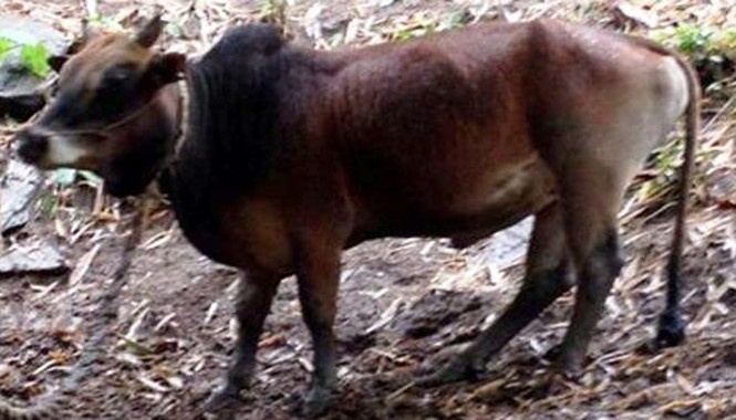 Hi hữu vụ đề nghị giám định ADN cho bò Con bò tranh chấp giữa 2 gia đình.