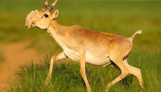Linh dương Saiga chết hàng loạt đầy bí ẩn Linh dương Saiga chết đầy bí ẩn trong thời gian ngắn.