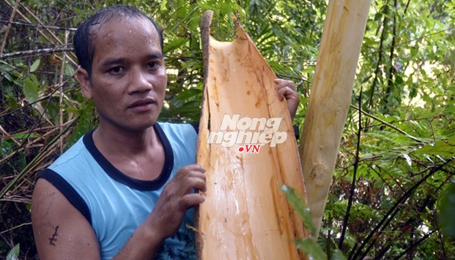 Huyền bí vỏ cây dùng để 'thuốc' cá Vỏ cây Pachac.