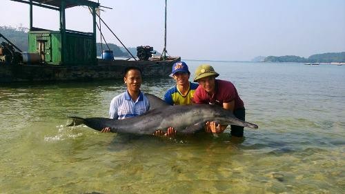 Cá heo 50kg mắc cạn ở biển Quảng Ninh Cá heo ước chừng 50kg được ngư dân thả về biển. Ảnh: Thu Báu/VnExpress
