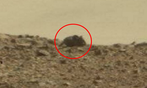 Chuột khổng lồ trên sao Hỏa Hình ảnh con chuột ở miệng hố Gale thuộc sao Hỏa. Ảnh: NASA.