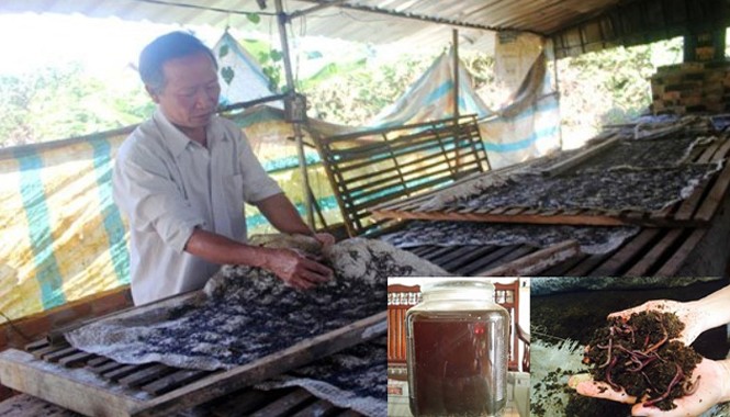 Rượu giun quế đắt hàng vì lời đồn 'xuân tửu' Giun quế được phơi khô để ngâm rượu. Gần đây, giun quế được nhiều người mua về ngâm rượu uống (ảnh bé). Ảnh C. Tuân.
