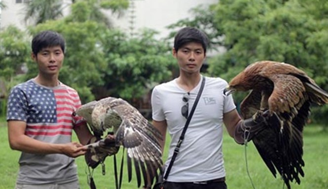 'Kỹ nghệ' huấn luyện chim săn giá bạc triệu của cặp song sinh Cặp song sinh và những chú chim săn rất quý hiếm có tiền cũng khó mua được.