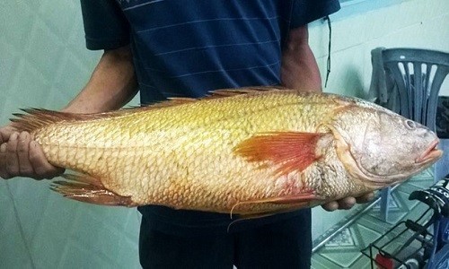 Bắt được cá sủ vàng cực quý, nặng trên 4kg ở Vũng Tàu Cá sủ vàng ngư dân Trần Minh Châu bắt được. Ảnh: L.N.
