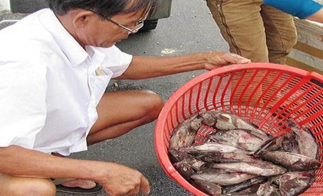 TT-Huế: Sáng mở mắt thấy cá chết trắng lồng Cá nuôi chết hàng loạt, gây thiệt hại rất lớn cho ngư dân Lăng Cô không phải xảy ra lần đầu. Ảnh: N.V.