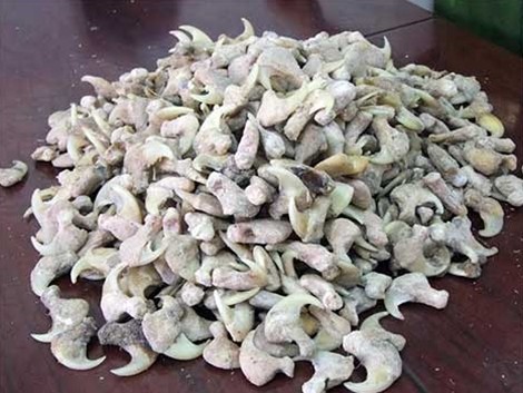 Vận chuyển trái phép 680 móng vuốt hổ Tang vật thu giữ.