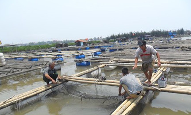 Cá chết tại sông Bạng: Sở TN-MT Thanh Hóa nói gì? Một số hình ảnh lực lượng chức năng kiểm tra hiện tượng cá nuôi chết tại huyện Tĩnh Gia trưa ngày 8/5. Ảnh: Phạm Nhài.