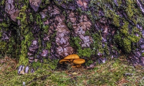Tìm thấy nấm thần kỳ giúp trị chứng trầm cảm ở con người Hợp chất psilocybin trong nấm thần kỳ có tác dụng trị trầm cảm. Ảnh: iStock.