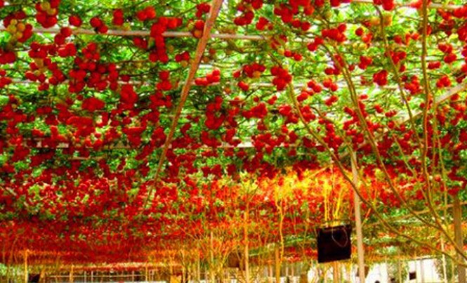 Kỳ lạ giống cà chua bạch tuộc hàng ngàn trái Những cây cà chua bạch tuộc này là sản phẩm lai tạo từ một cây cà chua và nho. Thế nhưng nó chỉ lai cách phát triển theo giàn của nho chứ quả thì vẫn nguyên cà chua.