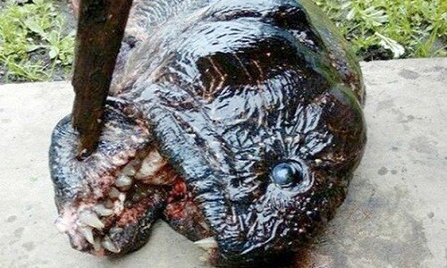 Quái ngư đột biến mình lươn đầu giống cá piranha Sinh vật kỳ lạ với khuôn mặt đáng sợ và thân dài như lươn. Ảnh: CEN.