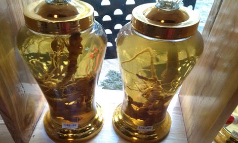 Bi hài thú chơi sâm trong 'thế giới đại gia' Tam thất hoang ngâm rượu có giá 1-3 triệu đồng một bình được bày bán tại Sapa. Những hũ rượu này khi rơi vào tay dân buôn, sẽ được đơm đặt thành “rượu sâm Ngọc Linh” với giá hàng chục triệu đồng.
