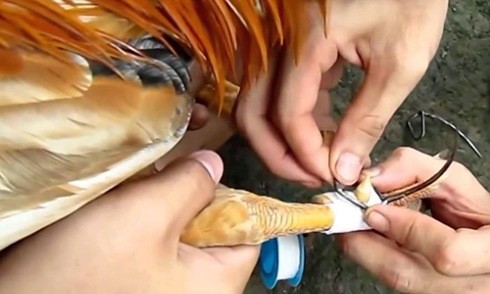 11 năm truy tìm kẻ giết người bằng cựa gà Ảnh minh họa