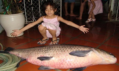 Chuyên gia săn cá khủng Hồ Tây và chuyện bắt trắm đen 2,5 tạ Một chú trắm đen khá lớn do câu được ở Hồ Tây. (Ảnh sưu tầm).