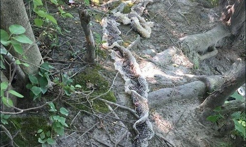 Da trăn lột dài 3 mét trong công viên Mỹ Một người dân phát hiện bộ da trăn lột trong công viên Riverbank. Ảnh: Facebook.