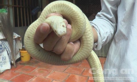Đồng Tháp: ‘Bạch xà’ ẩn mình trong hang chuột Đồng Tháp: ‘Bạch xà’ ẩn mình trong hang chuột