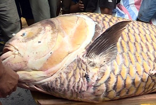 Cá hô vàng gần 130 kg mắc lưới ngư dân miền Tây Cá hô vàng được bán giá hơn 300 triệu đồng. Ảnh: A.X.