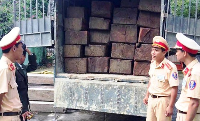 Cảnh sát giao thông Huế bắt giữ hàng chục súc gỗ lậu Kiểm tra, bàn giao toàn bộ lô gỗ lậu cho cơ quan kiểm lâm tiếp tục xác minh, xử lý. Ảnh: T.Bình.