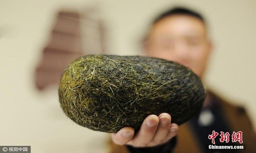 Trứng lạ trong bụng lợn nghi thuốc quý giá triệu USD Quả trứng nặng hơn 1,2 kg được tìm thấy trong bụng lợn. Ảnh: China News.
