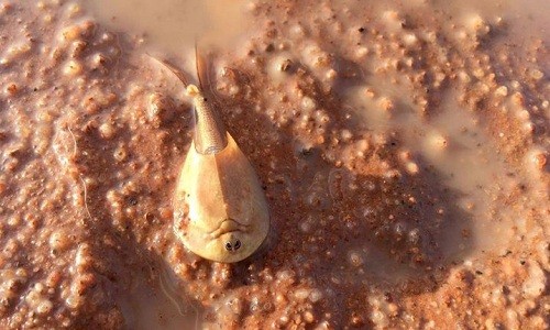 Tôm 'hóa thạch sống' giống sinh vật ngoài hành tinh hồi sinh Tôm lá chắn không thay đổi từ thời tiền sử. Ảnh: Cơ quan Công viên và Động vật hoang dã vùng Lãnh thổ phía Bắc.