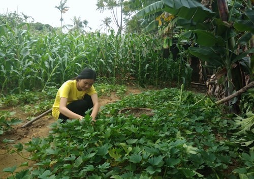 Mồ côi cha mẹ, nữ sinh Đại học Y Hà Nội chưa thể vượt qua nỗi lo “cơm, áo“ Em Nguyễn Thị Linh học sinh lớp 12A2 Trường Trung học phổ thông Quảng Xương 3, tỉnh Thanh Hóa. Ảnh: Phan Tuyết.