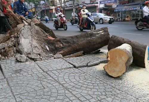 Cây xanh bật gốc đè 4 người ở Sài Gòn Gốc me khá lớn. Ảnh: Sơn Hòa.