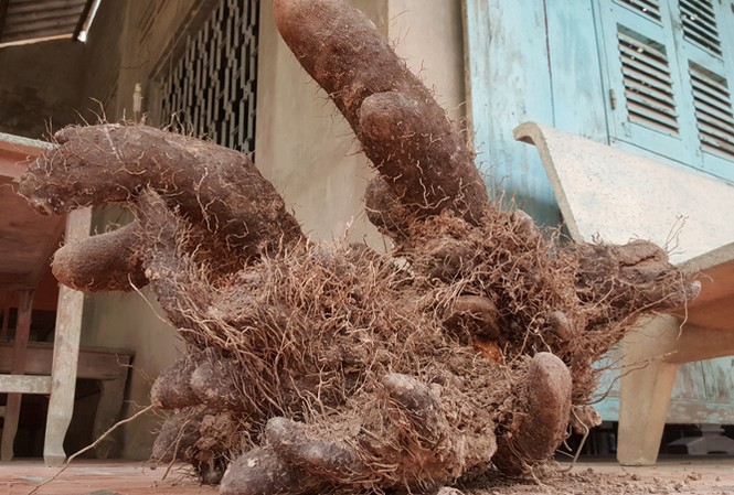 Dỡ bờ đất, nông dân Vĩnh Long thu được củ khoai 'khủng' nặng 26kg Cận cảnh củ khoai “khủng” nặng 26kg được nông dân Vĩnh Long thu hoạch.