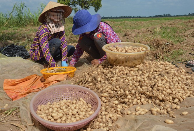 Khoai lùn trồng chơi ăn thiệt Khoai lùn trồng chơi ăn thiệt