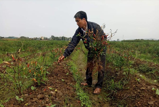 Ruộng ớt trăm triệu đồng chết cháy bất thường Ông Thành bên ruộng ớt bị cháy nghi bị phun thuốc diệt cỏ.