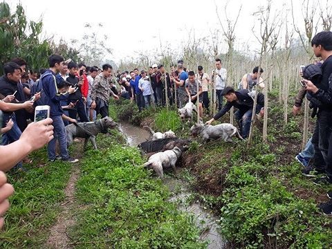 Chó săn và lợn rừng 'tử chiến': Hành động đầy phản cảm, nguy hiểm Nhiều người thích thú xem đàn chó lao vào cắn xé con lợn rừng tại Hà Nội gây bức xúc cho cộng đồng mạng xã hội.