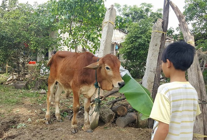 Xử lý nghiêm vụ 'dân tố cán bộ xã nhận bò giống rồi đem bán cho lò mổ' Bò đực giống được hỗ trợ dịp cuối năm 2017 tại UBND xã Triệu Độ.