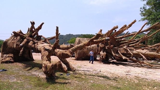 Bản tin 20H: Yêu cầu Bộ Công an, Bộ GTVT làm rõ vụ xe chở cây 'khủng' Số cây 'khủng' đang bị tạm giữ.