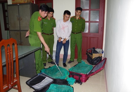 Bản tin 8H: Hai vợ chồng giấu 130kg rắn hổ mang chúa trong valy Số rắn hổ mang trong valy bị thu giữ.