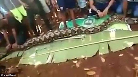 Bản tin 20H: Mổ bụng trăn 7m, kinh hãi phát hiện thi thể phụ nữ Ảnh: Viral Press.