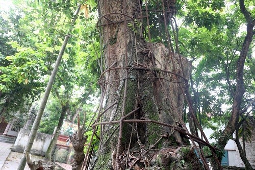 Bản tin 20H: Hà Nội đồng ý cho người dân bán cây sưa đỏ trăm tỷ Cây sưa đỏ nằm trong khuôn viên chùa Phụ Chính.
