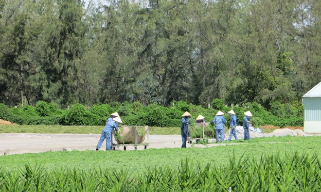 Rau đắng đất – vị thuốc quý từ thiên nhiên Quy trình thu hái, bảo tồn dược liệu rau đắng đất.