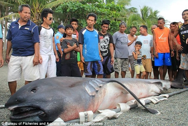 'Thủy quái' 100 tuổi sa lưới ngư dân Philippines 'Thủy quái' có chiều dài lên tới 5m.
