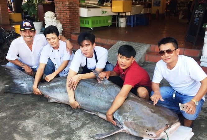 Cá 'khủng' 210kg từ Campuchia về TP.HCM Con cá tra dầu dài khoảng 2m có trọng lượng 210kg