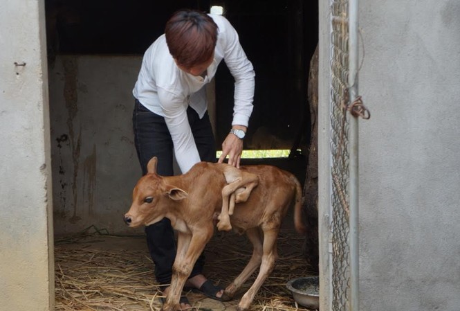Bò mẹ sinh bê con 7 chân xôn xao Nghệ An Bò mẹ sinh bê con 7 chân xôn xao Nghệ An