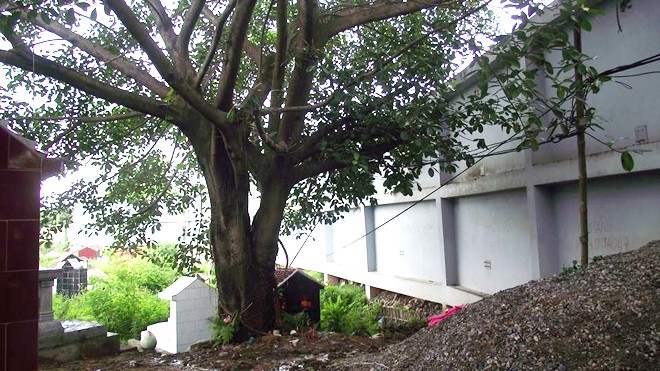 Kinh hãi phát hiện xác chết treo cổ trên cây đa Cây đa cạnh nghĩa trang Trung Thành - nơi phát hiện xác ông Đức.