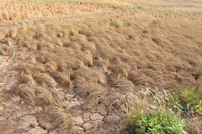 Bản tin 14H: 2,8 triệu người Trung Mỹ bị đói vì El Nino Bản tin 14H: 2,8 triệu người Trung Mỹ bị đói vì El Nino