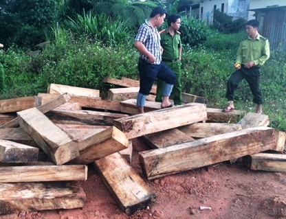 Phá rừng pơ mu tại Quảng Nam: Phát hiện, thu giữ thêm nhiều khối gỗ Phá rừng pơ mu tại Quảng Nam: Phát hiện, thu giữ thêm nhiều khối gỗ