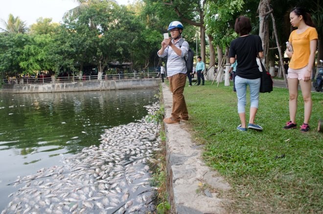 Đà Nẵng: Cá chết trắng hồ công viên 29/3 Cá chết hàng loạt, tấp vào góc hồ công viên 29/3 gây hôi thối.