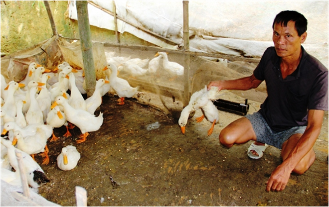 Hàng trăm con vịt chết sau khi ăn cá nổi trên sông Hàng trăm con vịt chết sau khi ăn cá nổi trên sông