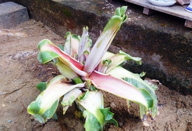 Đổ xô khấn vái cây chuối “tái sinh” trổ liền 6 bắp hoa Cây chuối sứ sau khi bị chặt bỏ, vùi lấp dưới đất bỗng “tái sinh” trổ một lúc 6 bắp hoa khác thường.