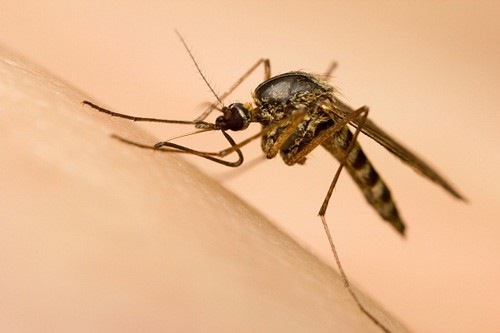 TPHCM: Zika xuất hiện tại 3 quận huyện mới TPHCM: Zika xuất hiện tại 3 quận huyện mới