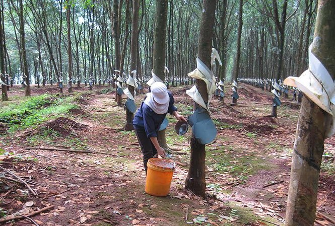 Truy tố hai cựu sỹ quan quân đội phá hàng trăm ha rừng Một trong những rừng cao su của Binh đoàn 15.